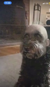 a dog with a shaved head is sitting on the floor